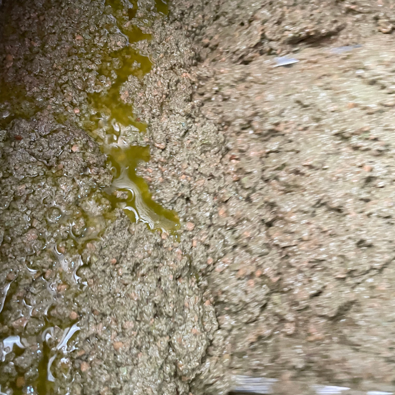 Olio Extravergine di Oliva 100% Pugliese 2025/2026 – Latta da 5L